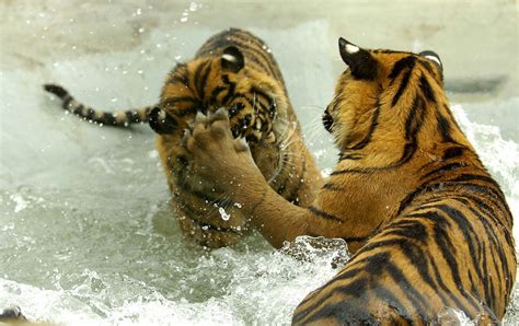 sumatran tiger cubs Archives - WildCats Conservation Alliance