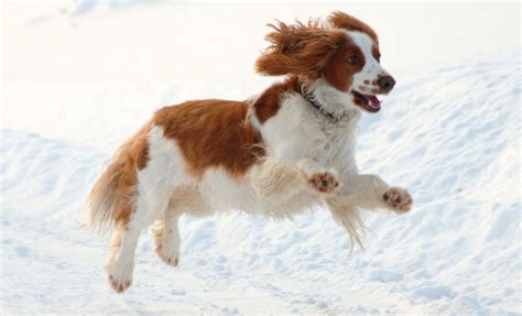 The Welsh Springer Spaniel: A Loyal and Energetic Breed With a Rich ...