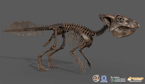 Vitamin Imagination - Koreaceratops hwaseongensis skeleton life size