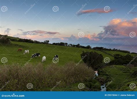 Cows grazing at sunset stock photo. Image of animals - 29573044