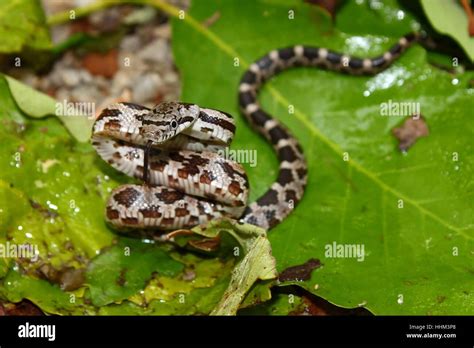 Gray Rat Snake (Elaphe obsoleta) in northern Alabama Stock Photo - Alamy