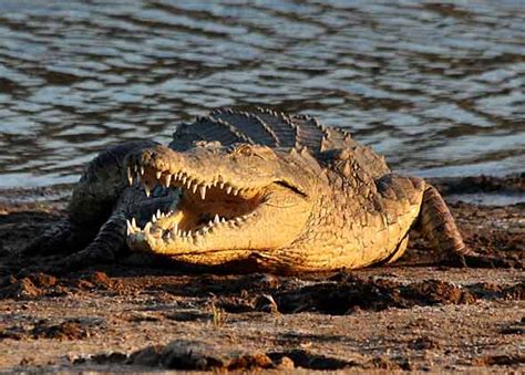 Nile Crocodile | The Life of Animals