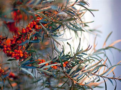 Diabetes: Sea buckthorn berries may aid insulin sensitivity, obesity