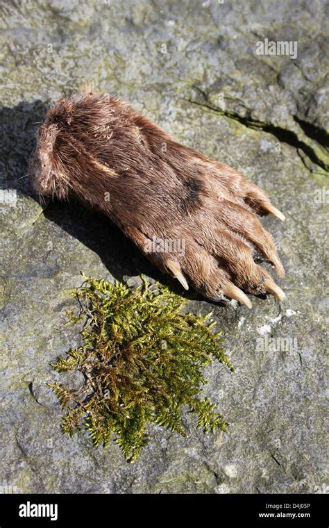 European Otter Paw Lutra lutra Stock Photo - Alamy