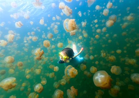 Jellyfish Lake in Palau Is Open Again