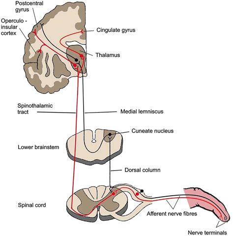 Somatosensory evoked potentials aid prediction after hypoxic–ischaemic brain injury | Practical ...