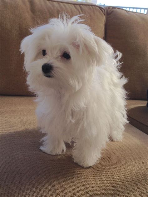 Maltese - Coconut at 5 months | Puppies, Maltese puppy, Cute animals