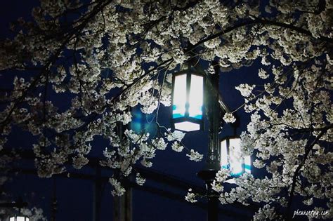 Seokchon Lake: Cherry Blossom at Night | A Korea Travelogue: Your ...