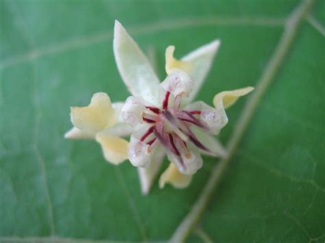 cocoa flower IMG_1008.JPG (3072×2304) | Flowers, Plants, Pollination