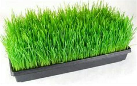 Hydroponic Trays at Rs 80/piece | Hydroponic Fodder Trays in Newasa | ID: 20374179373