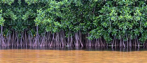 Mangrove Forests in Pakistan: Location, Importance & More | Zameen Blog