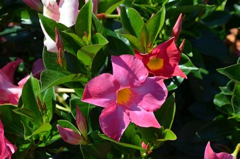 Dipladenia 'Rio™ Deep Red' | Trumpet Flower | Jim Whiting Nursery