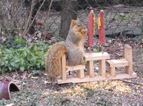 Squirrel Stealing Bird Feeder Funny Cartoon Meme - Champion Cyruch