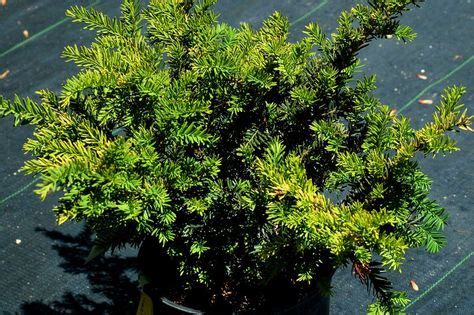 The Best Time to Prune Evergreen Shrubs | Evergreen shrubs, Yew shrub, Growing shrubs