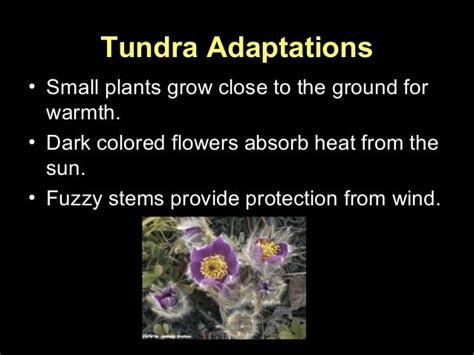 Plant adaptations