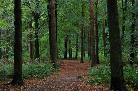 Portglenone forest (1) © Albert Bridge :: Geograph Ireland