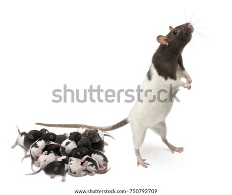 4,068 Rat Family Stock Photos, Images & Photography | Shutterstock