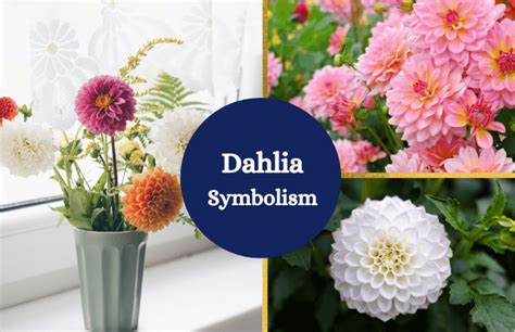 Dahlia – Meaning and Symbolism - Symbol Sage