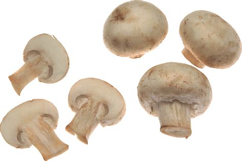 White Mushrooms Png Image Transparent HQ PNG Download | FreePNGimg