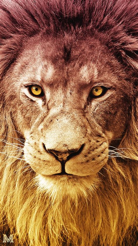 Lion Stare, eyes, power, HD phone wallpaper | Peakpx