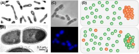 [PDF] Bacterial inclusion bodies are industrially exploitable amyloids ...