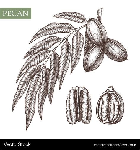 Pecan Tree Drawing