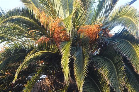 Flora de Tegueste: 2. Palmera Canaria (Phoenix Canariensis)| InfoTegueste