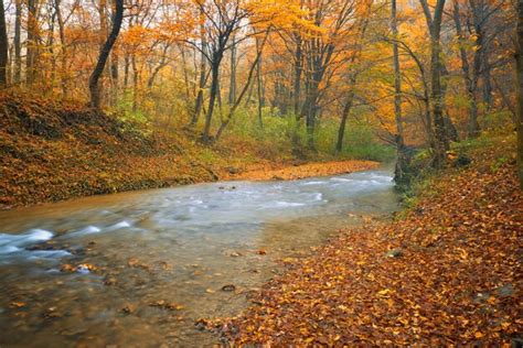 Premium Photo | Flowing stream on colorful autumn forest