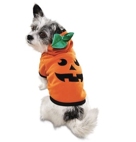 Dog Pumpkin Costumes | 9 Jack-o'-Lantern Looks for Spooky Season