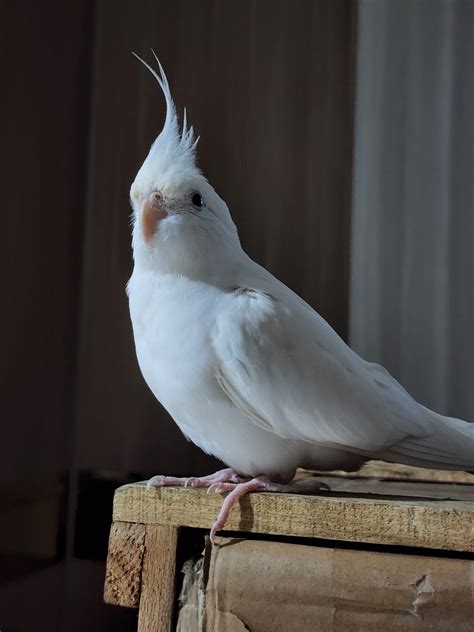 Yuki, my albino cockatiel. : r/cockatiel