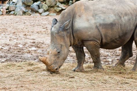 Baby rhinoceros feeding stock image. Image of animal - 14458323