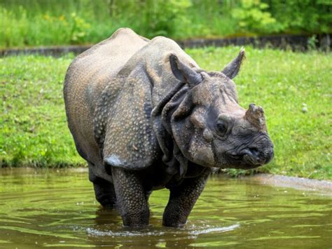 Indian rhinoceros: habitat and characteristics