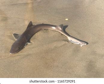 Sun Basking Shark Washed On Beach Stock Photo 1165729291 | Shutterstock