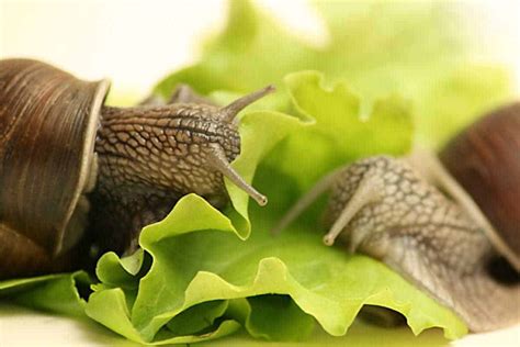 Feeding Guide for African Giant Land Snails - Shrimp and Snail Breeder