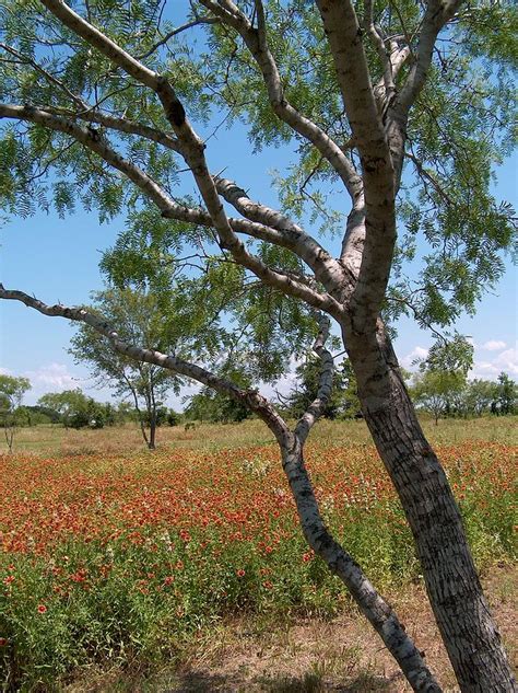 Texas Mesquite Tree, Wildflowers Photograph by Joney Jackson - Fine Art America