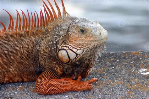 Bright Orange Male Iguana 723374 Stock Photo at Vecteezy