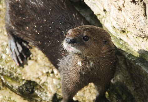 African Clawless Otter {Aonyx capensis}