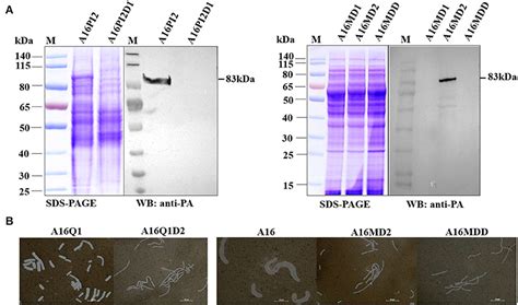 Frontiers | Application of CRISPR/Cas9 System for Plasmid Elimination ...