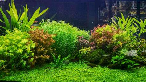 Top 10 Beginner-Friendly Aquarium Plants for Guppy Tanks – Guppy Planet ...