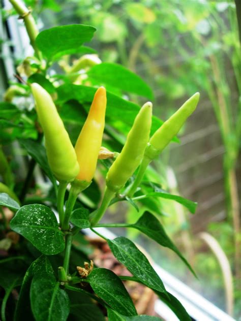 Chilli Pepper Heaven:: Grow Your Own Chilli Plants