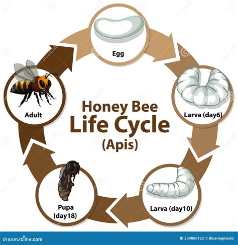 Stages Of Honey Bee Life Cycle