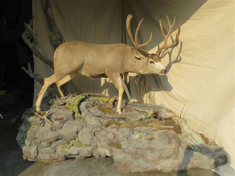 Trophy Mule Deer Life Size Mount in Stream Bed M-134LS – Mounts For Sale