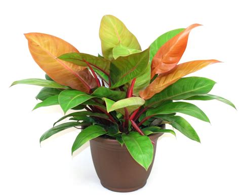 Philodendron Prince Of Orange Grow & Care Tips - Philodendron Plant