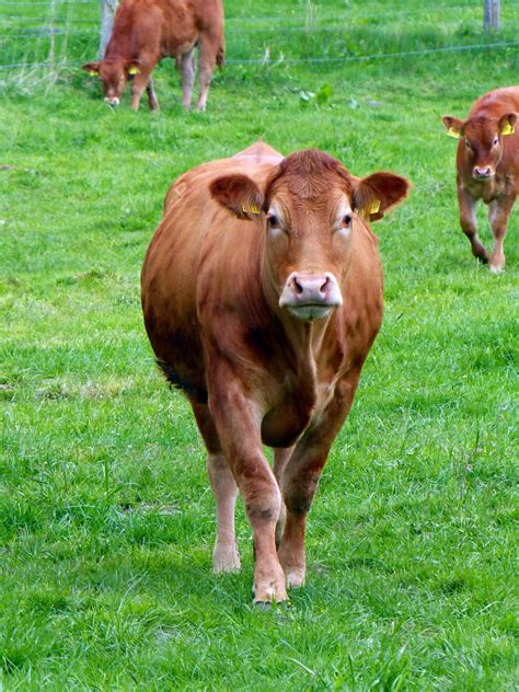 Free Images : grass, field, farm, meadow, red, pasture, grazing, livestock, brown, fauna, calf ...