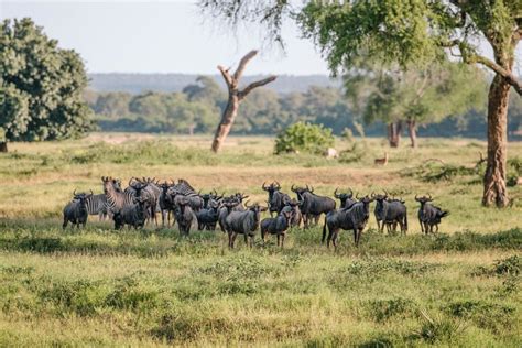 Four reasons to visit Gonarezhou National Park in Zimbabwe