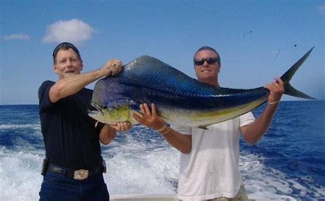 Maui game fish caught sport fishing: marlin, mahi mahi, ahi, ono