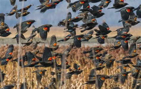 Black Birds: Social Hierarchies and Coordinated Behaviors – Nature Blog Network