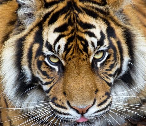 An Sumatran Tiger 3 | Tony Hisgett | Flickr