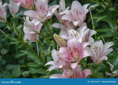 Lily Flower in the Garden. Shallow Depth of Field. Close-up Stock Image - Image of pink, summer ...