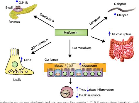 New mechanisms of metformin action: Focusing on mitochondria and the ...